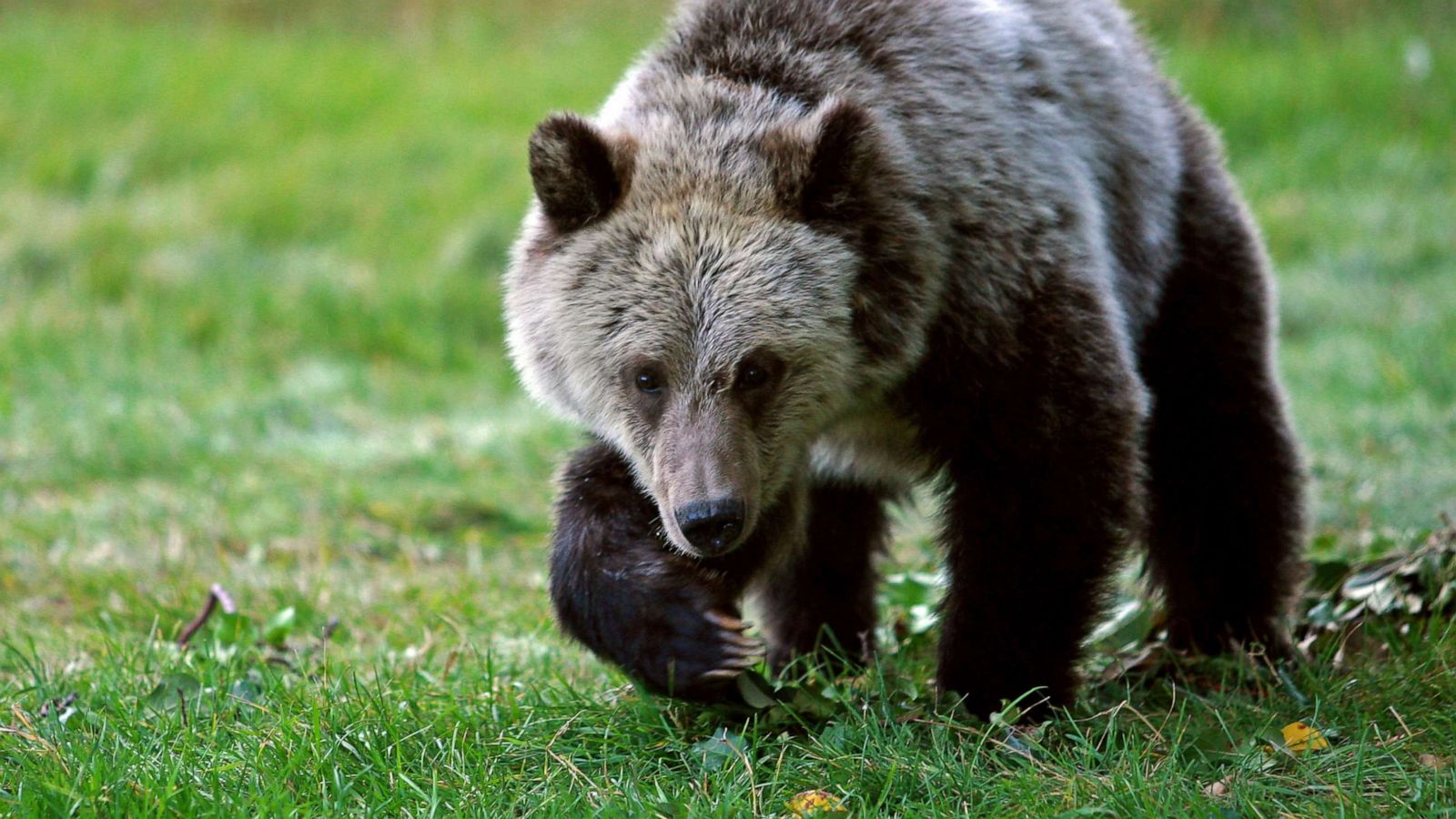 Black bear attacks on humans are rare but often begin as scuffles