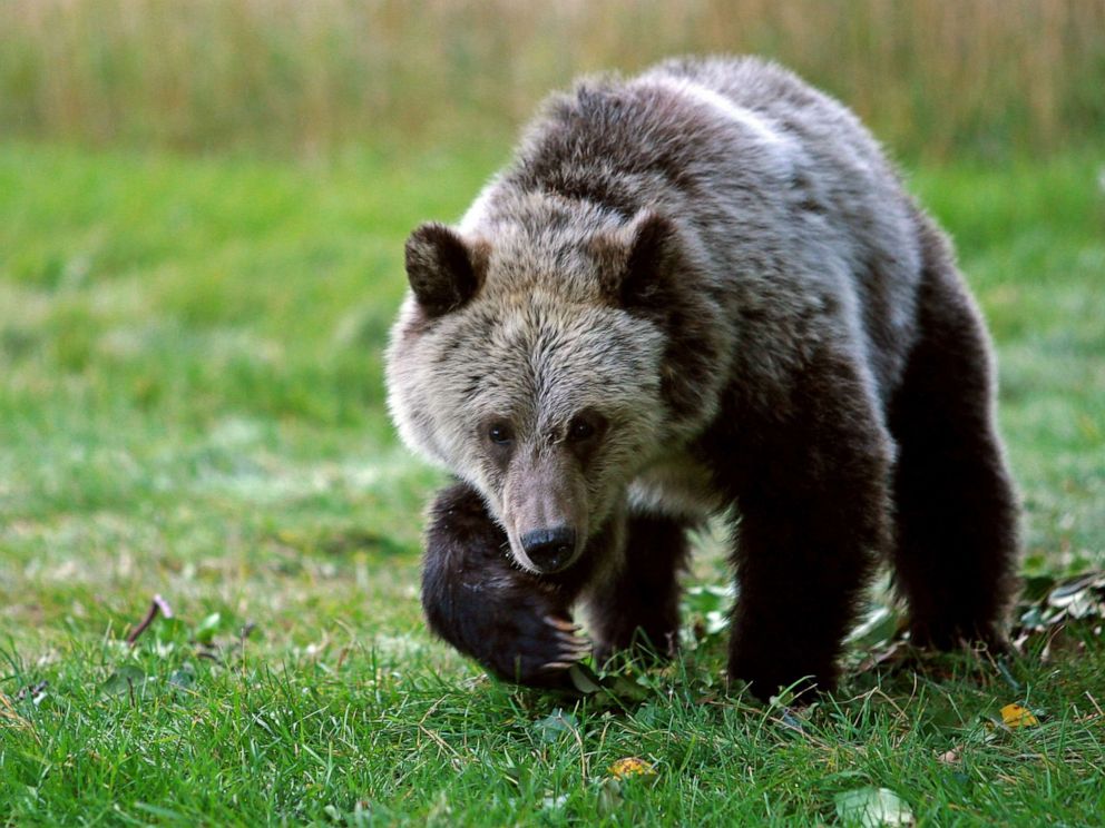 PHOTO: In this Sept. 25, 2013, file photo, a grizzly bear cub forages for food in Gardiner, Mont.