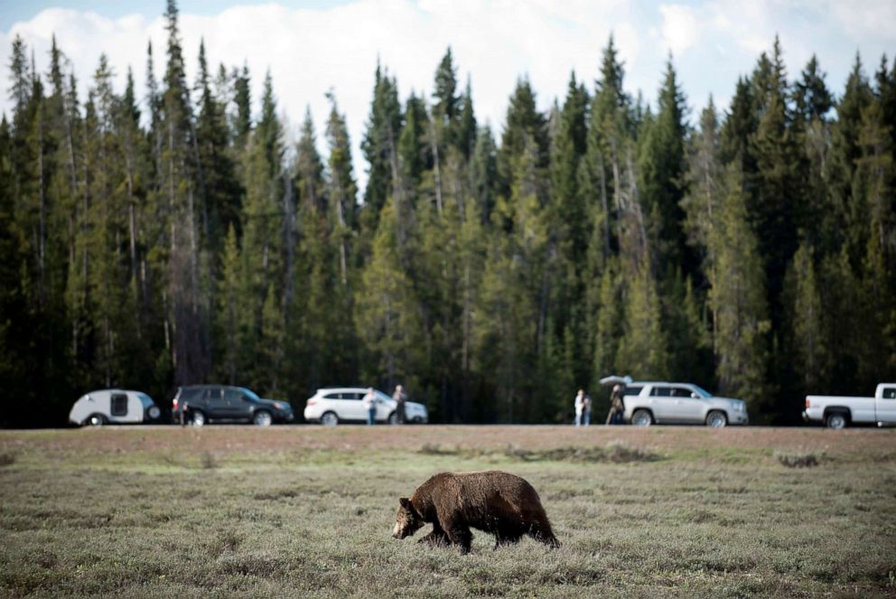 PHOTO: Tourists and photographers gather to watch a grizzly bear forage in Grand Teton National Park, Wyoming, May 13, 2016.