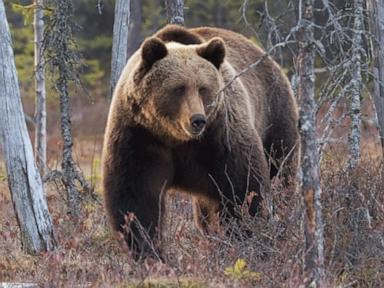 Archery hunter survives surprise grizzly bear attack