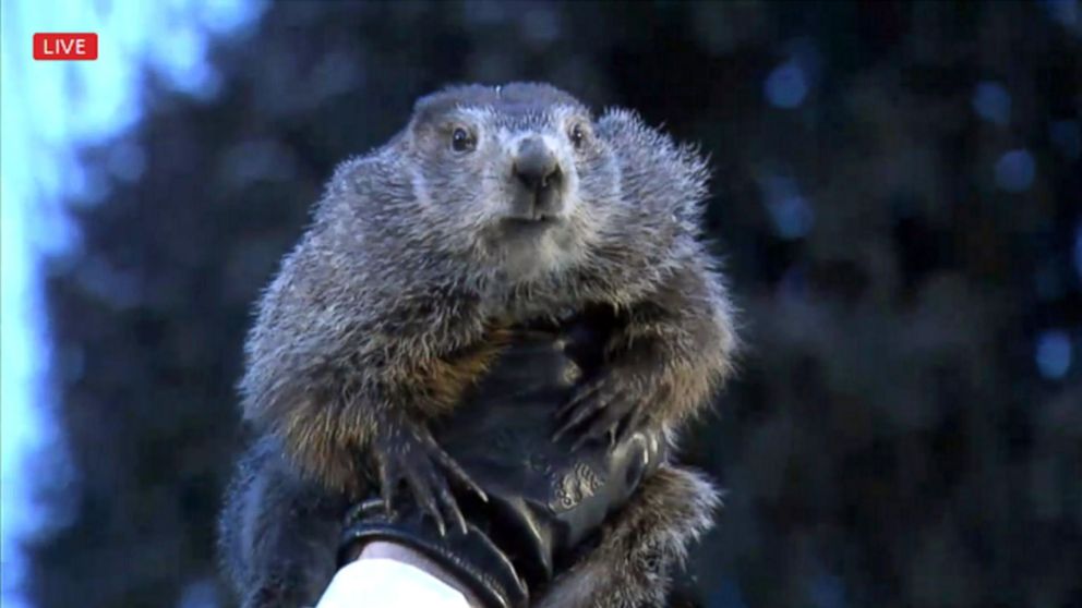 PHOTO: Punxsutawney Phil, the prognosticating groundhog, saw his shadow during the celebration of Groundhog Day on Gobbler's Knob in Punxsutawney, Penn., Feb. 2, 2018. 