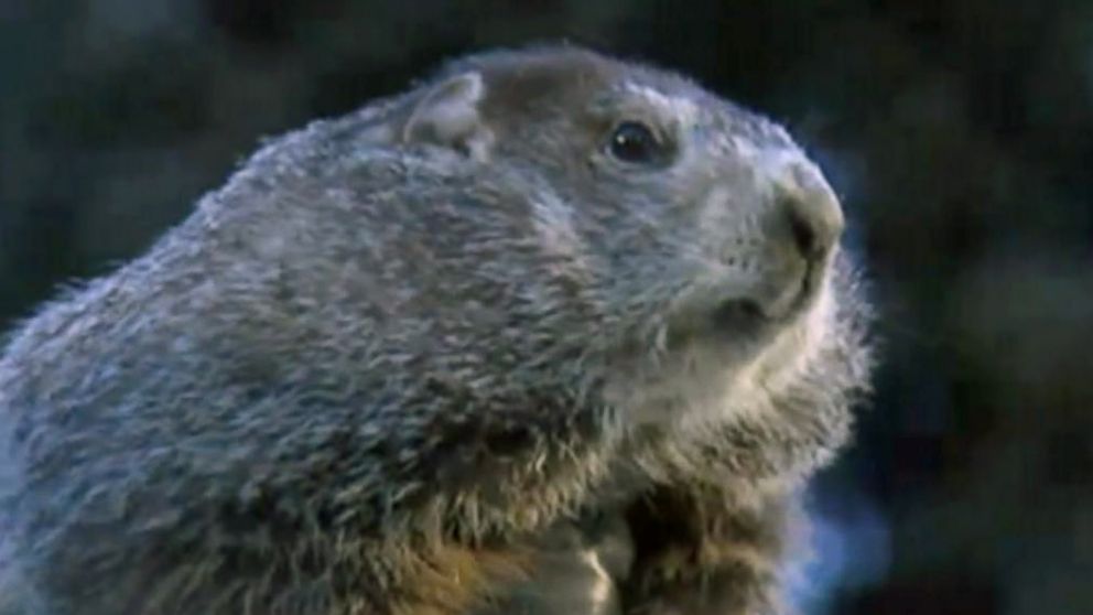 PHOTO: Punxsutawney Phil is held up by his handler for the crowd to see during the ceremonies for Groundhog day on Feb. 2, 2018, in Punxsutawney, Penn. 