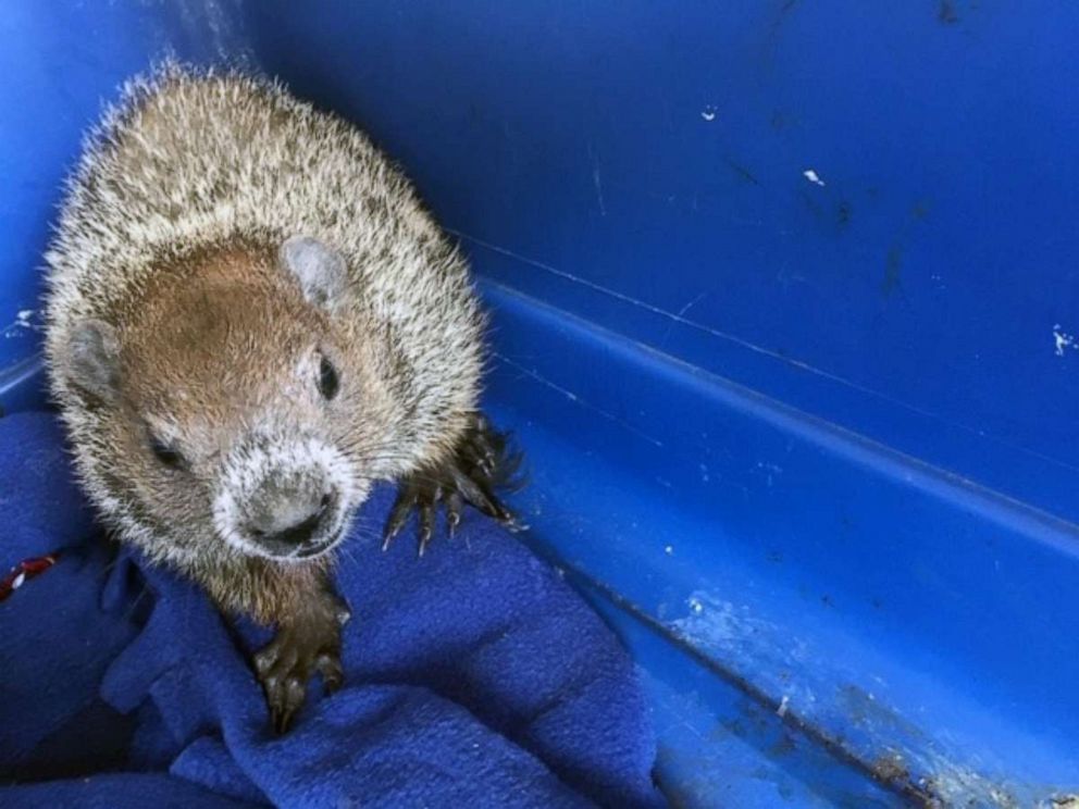 PHOTO: A groundhog is found in the engine compartment of a vehicle, Dedham, Mass., July 2, 2019.