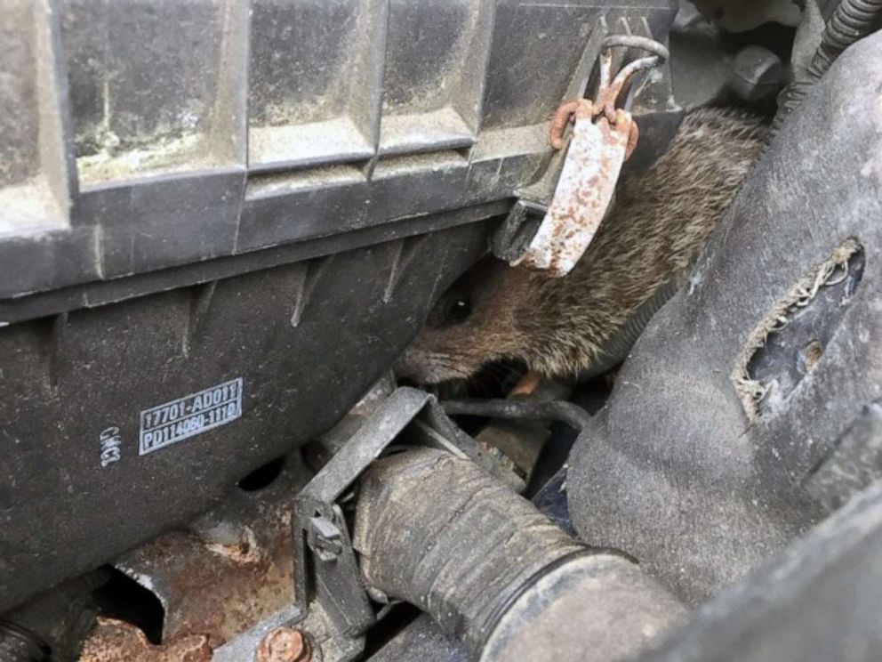 PHOTO: A groundhog is found in the engine compartment of a vehicle, Dedham, Mass., July 2, 2019.