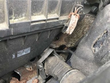 Stowaway groundhog prompts 'check engine' light