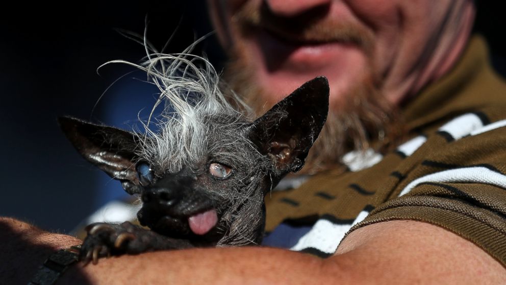 The 'World's Ugliest Dog' Is Crowned Meet Sweepee Rambo ABC News