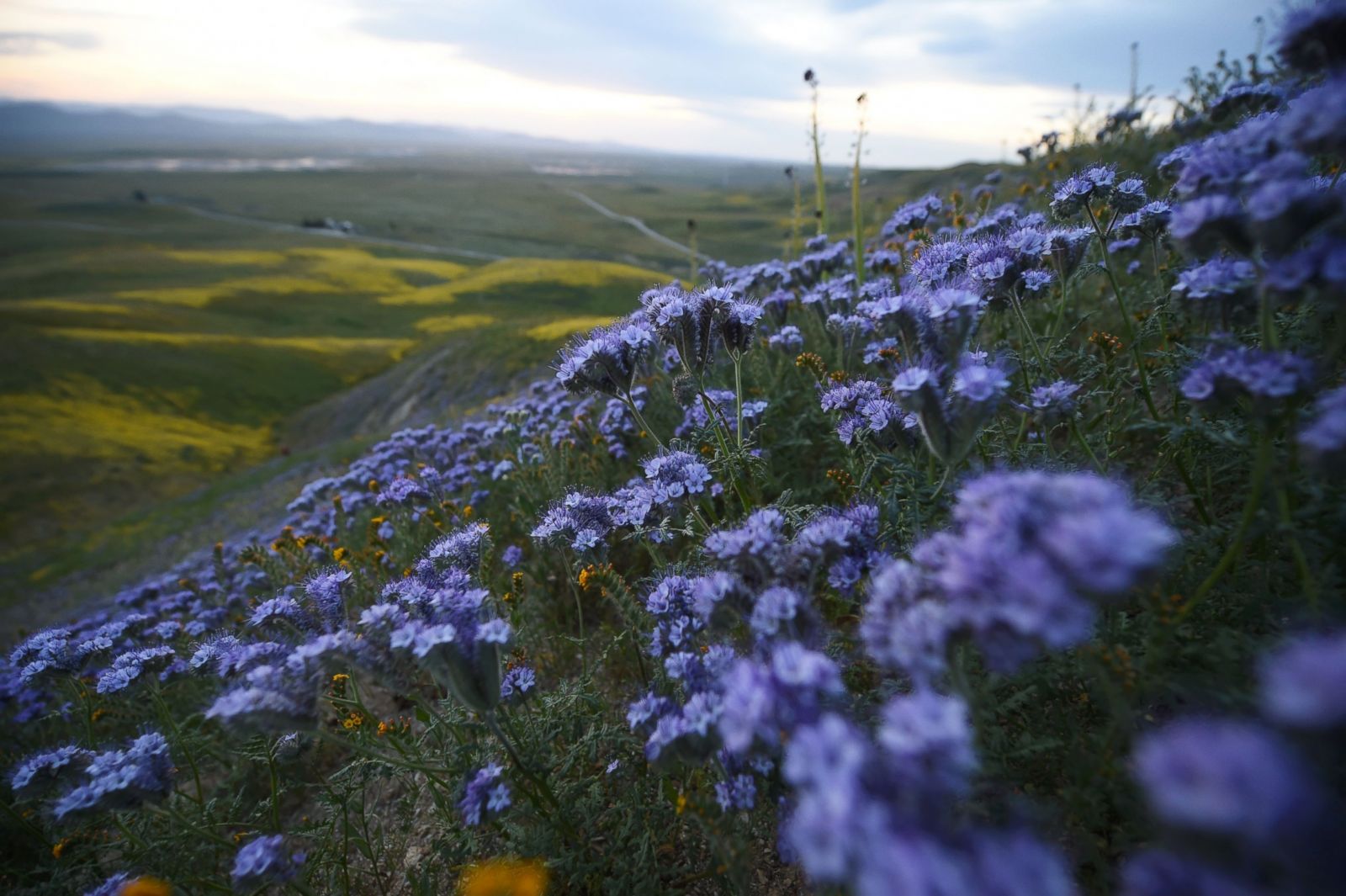 Superbloom Of Desert Wildflowers Gives Landscape A Blast Of Color