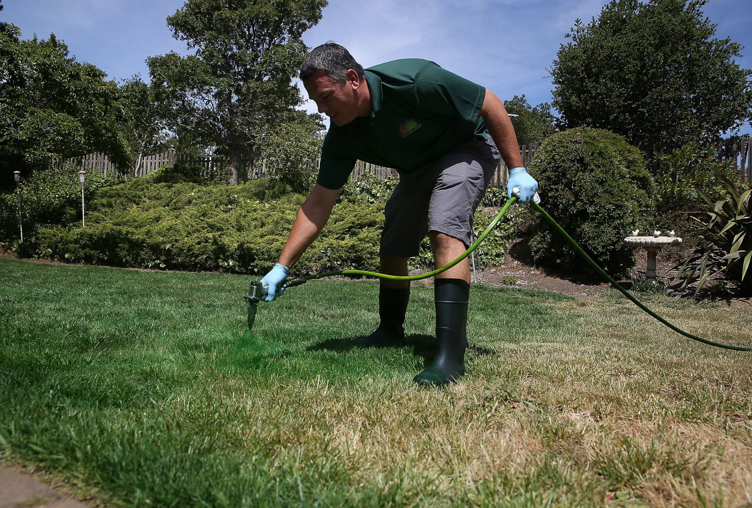 PHOTO: A man applies green paint to a brown lawn on May 29, 2015 in Novato, Calif.