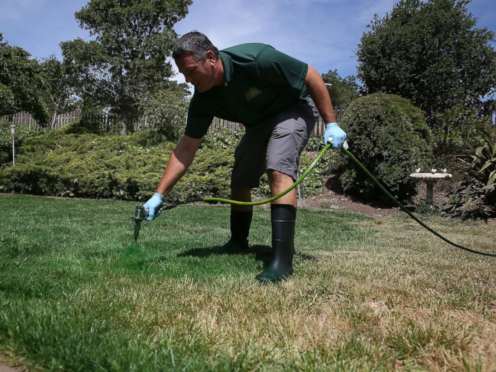 PHOTO: A man applies green paint to a brown lawn on May 29, 2015 in Novato, Calif.