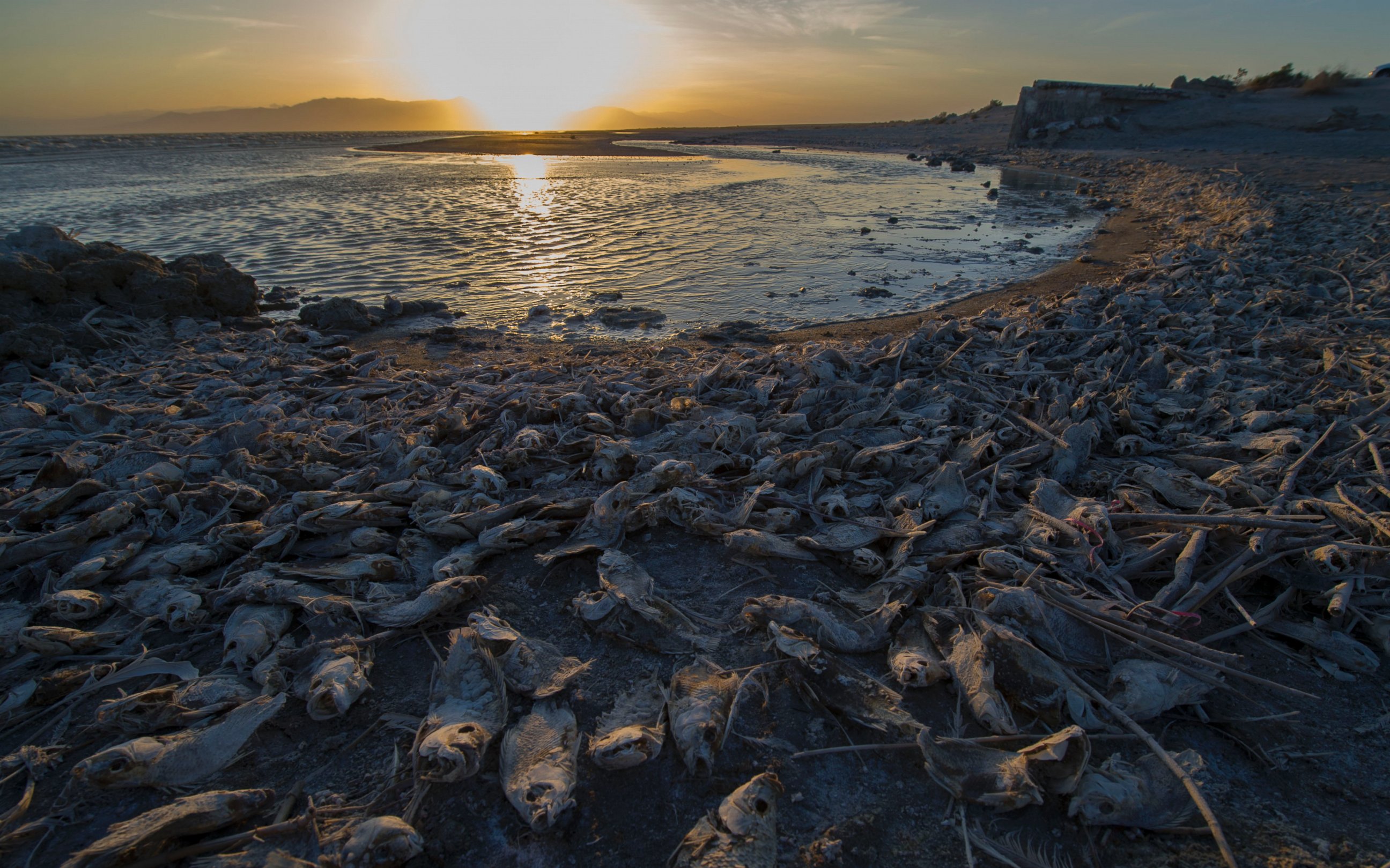 PHOTO: Dead fish are seen on the bank of Salton Sea, a saline lake in Southern California on April 29, 2016.