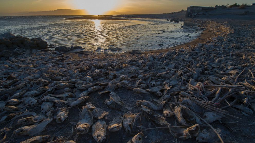 PHOTO: Dead fish are seen on the bank of Salton Sea, a saline lake in Southern California on April 29, 2016.