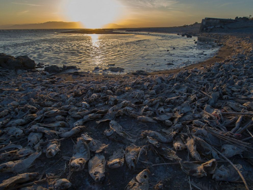 PHOTO: Dead fish are seen on the bank of Salton Sea, a saline lake in Southern California on April 29, 2016.