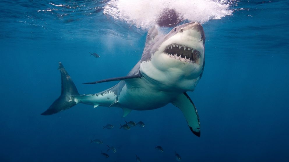A great white shark is seen in this undated file photo. 