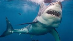 Great White Launches Out Of The Sea, Photobombs Other Shark - Abc News