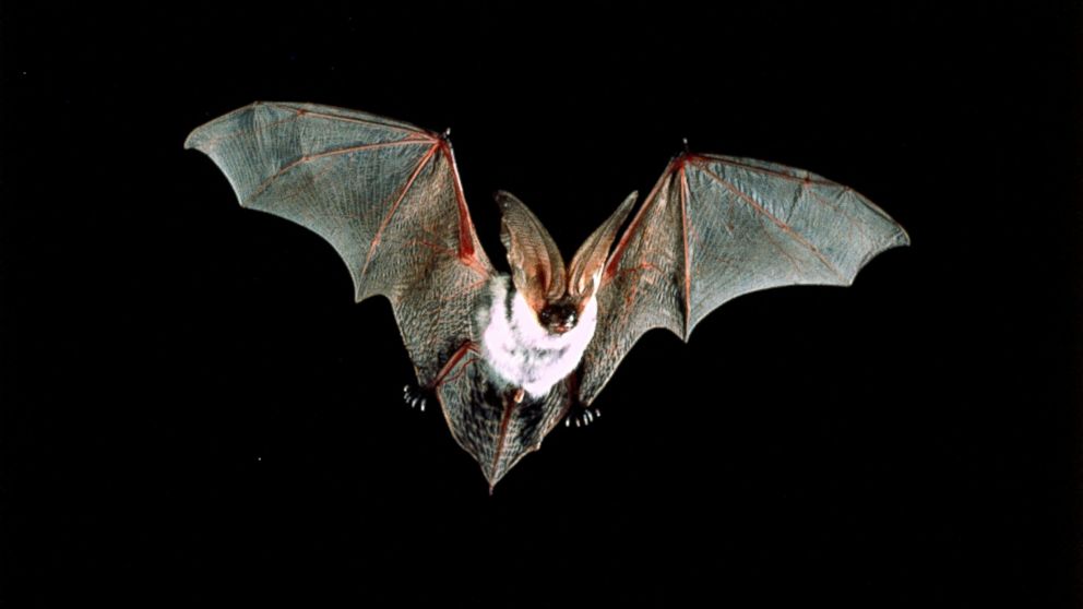 A spotted bat in flight. 