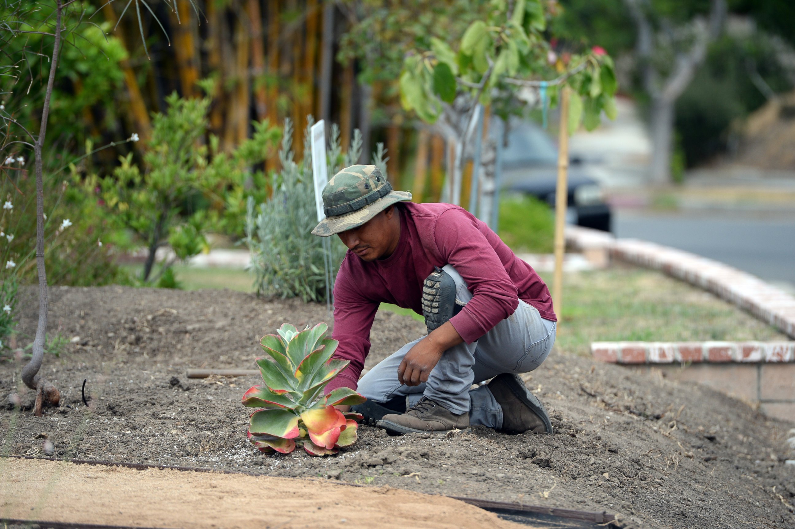 PHOTO: Landscaper David Puac installs a succulent plant during the installation of a drought-tolerant landscape in the front yard of Larry and Barbara Hall's home in the San Fernando Valley area of the city of Los Angeles, July 17, 2014.   