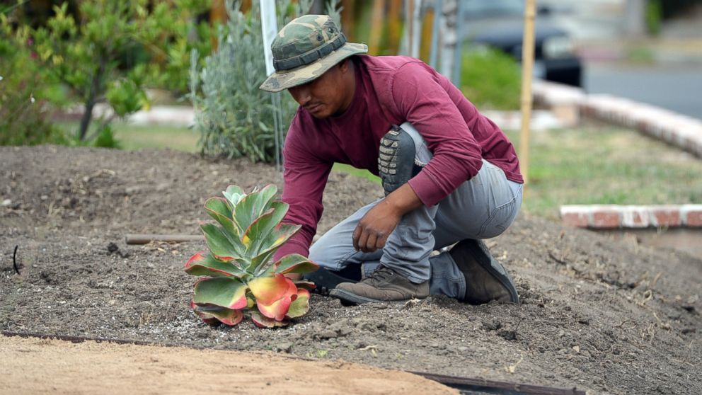 PHOTO: Landscaper David Puac installs a succulent plant during the installation of a drought-tolerant landscape in the front yard of Larry and Barbara Hall's home in the San Fernando Valley area of the city of Los Angeles, July 17, 2014.   