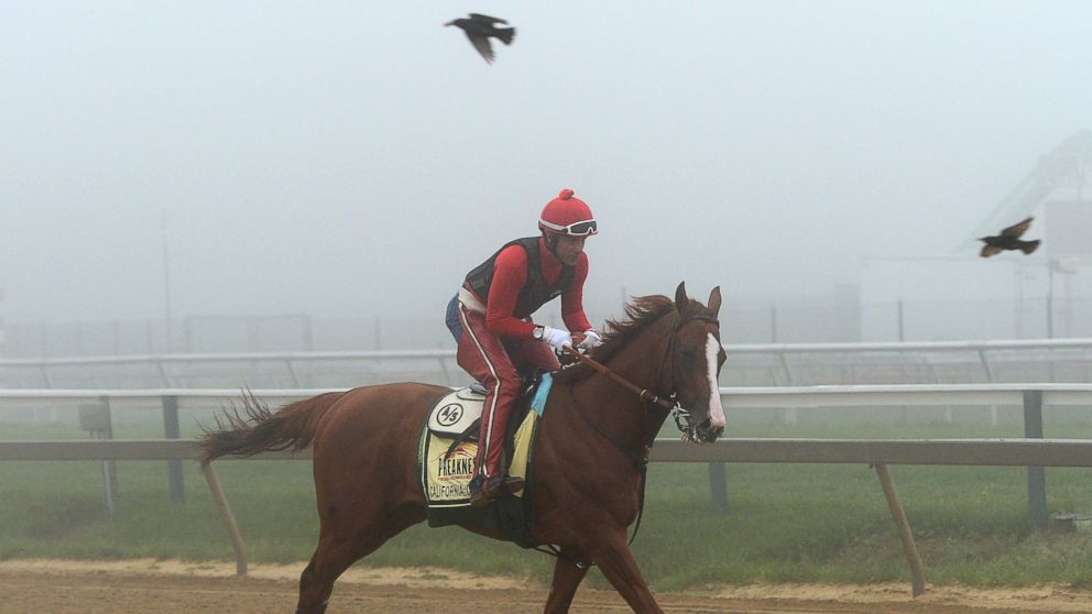 Exercise rider Willie Delgado takes Kentucky Derby winner California Chrome over the track in preparation for the Preakness Stakes at Pimlico Race Course, May 15, 2014, in Baltimore.