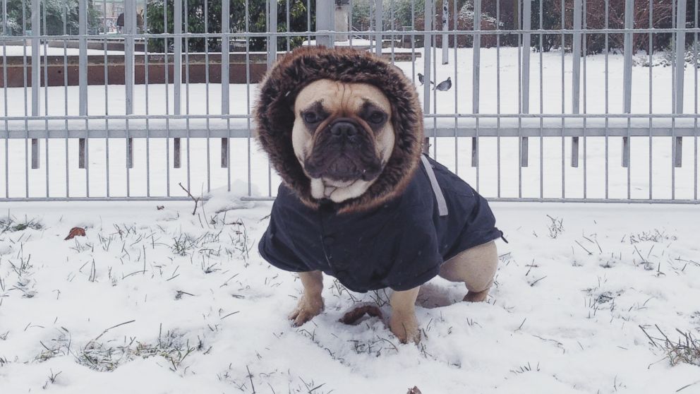 PHOTO: Remember to bring pets inside during a snow storm.