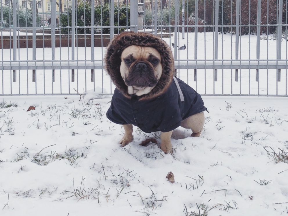 PHOTO: Remember to bring pets inside during a snow storm.