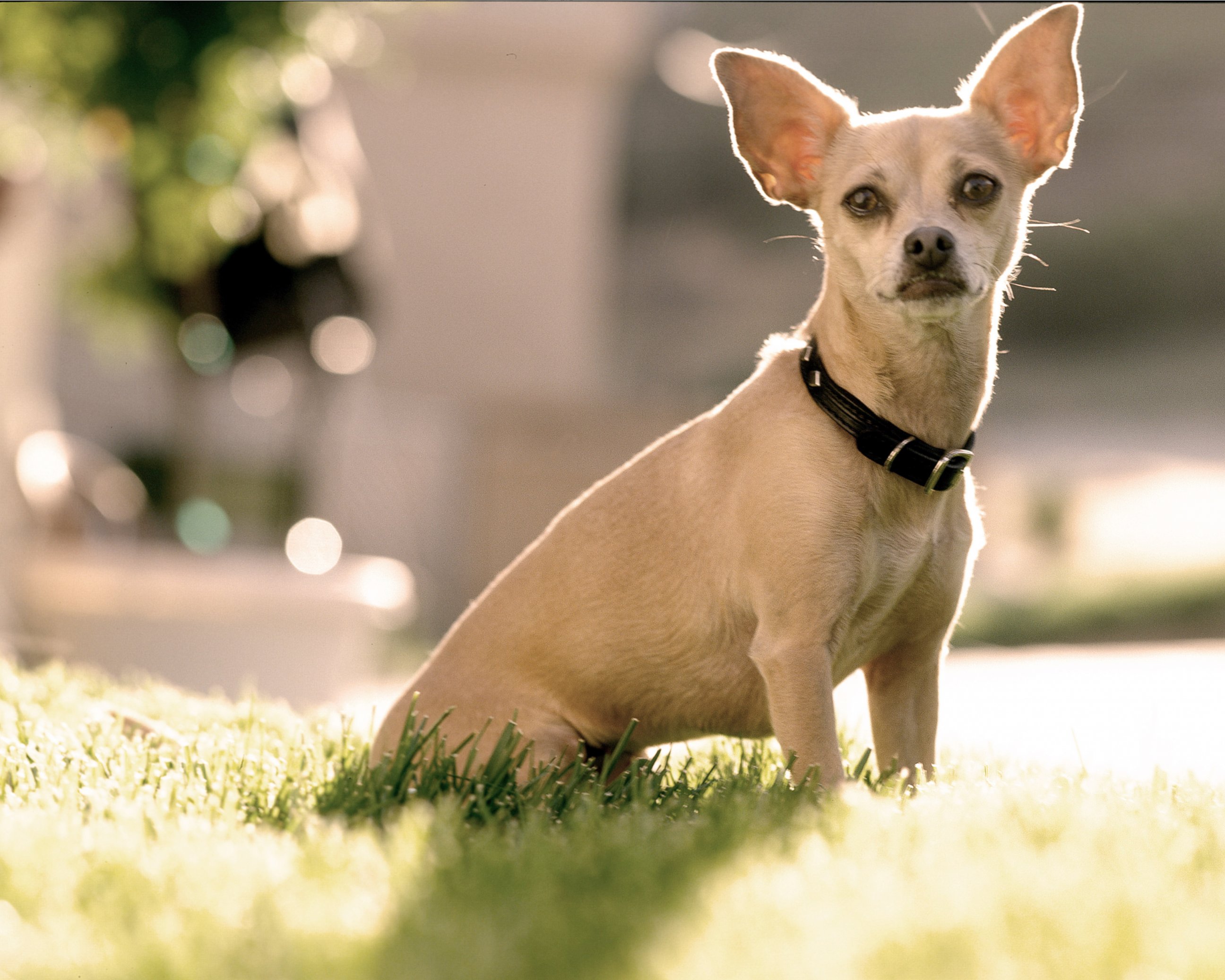 PHOTO: Gidget the Taco Bell dog during a photo session in October 1998 in Los Angeles, Calif.