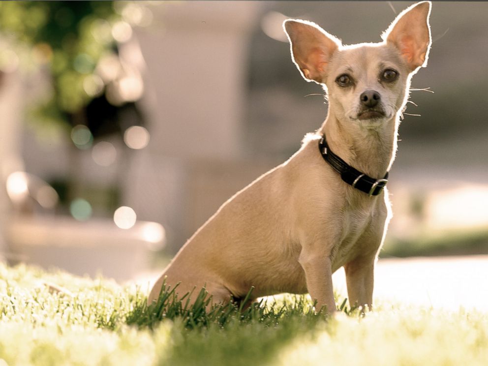PHOTO: Gidget the Taco Bell dog during a photo session in October 1998 in Los Angeles, Calif.