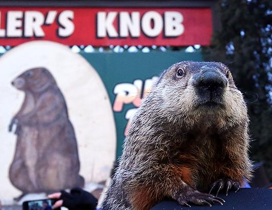 Groundhog Day 2014 Picture | Groundhog Day 2014 - ABC News