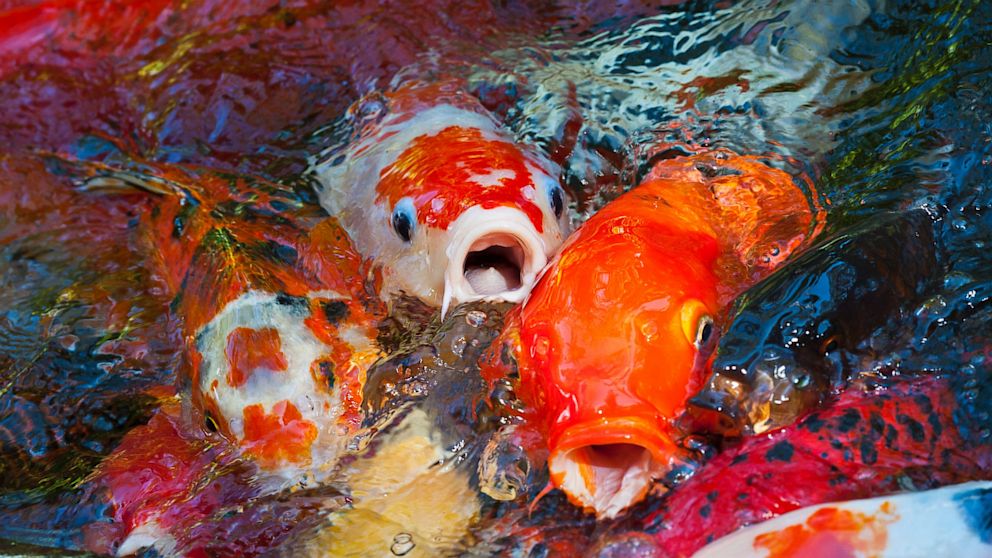 Thieves in Herndon, Va. stole over 400 koi fish from a pond in June 2013.
