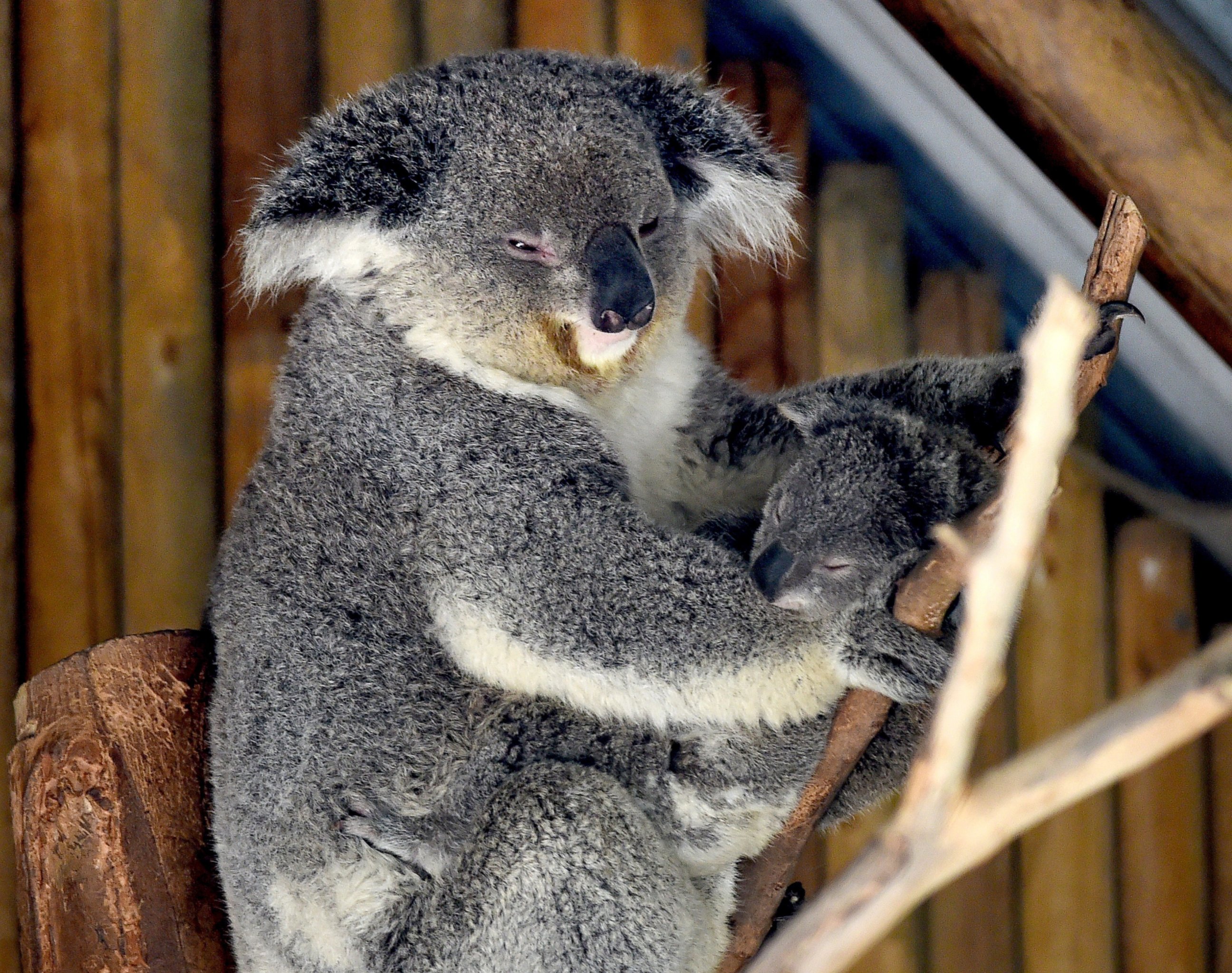 PHOTO: A mother Koala and her newly emerged unnamed Joey are pictured in the Australia section of the Los Angeles Zoo in Los Angeles, Calif. on March 12, 2015.
