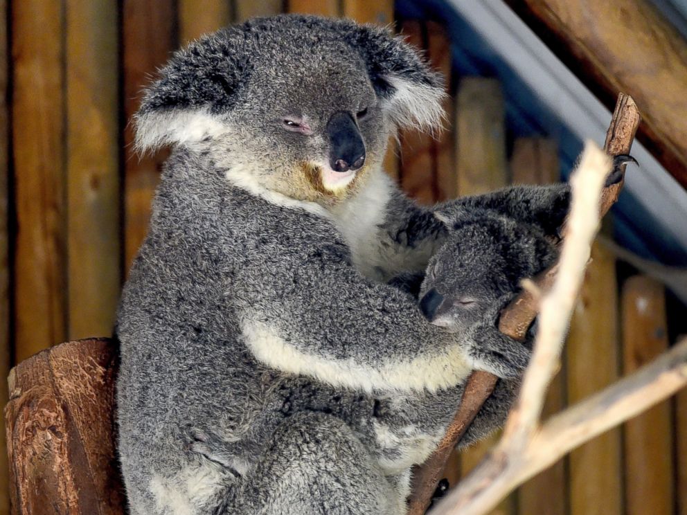 PHOTO: A mother Koala and her newly emerged unnamed Joey are pictured in the Australia section of the Los Angeles Zoo in Los Angeles, Calif. on March 12, 2015.