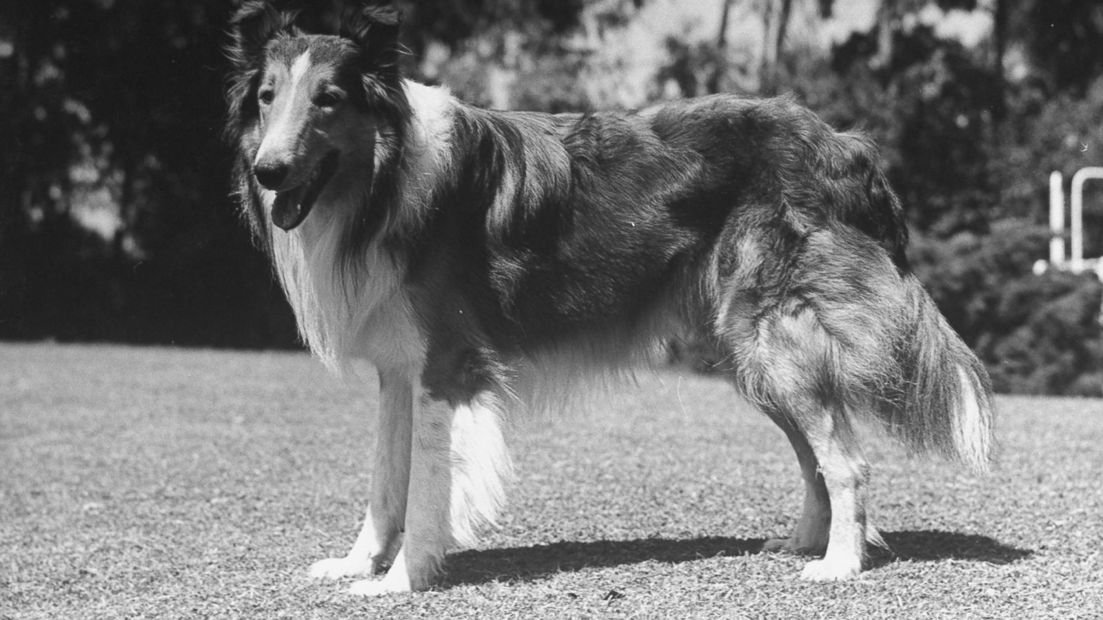 Lassie. The famous dog, Lassie, who appeared in many