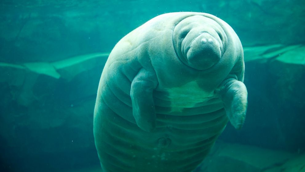 A manatee is seen at the Zoological Park of Paris on April 8, 2014 in Paris, France.