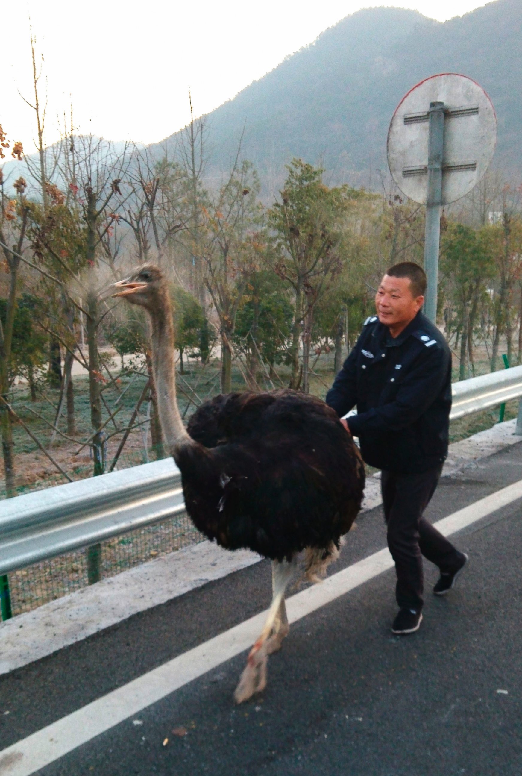 PHOTO: An ostrich rushed onto an expressway on Dec. 22, 2014 in Yiwu, Zhejiang, China.