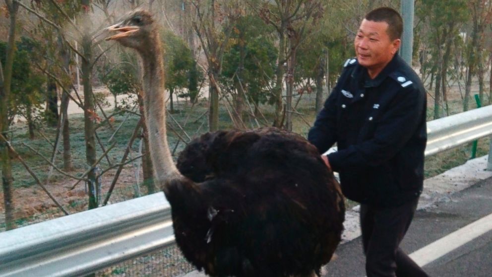 PHOTO: An ostrich rushed onto an expressway on Dec. 22, 2014 in Yiwu, Zhejiang, China.