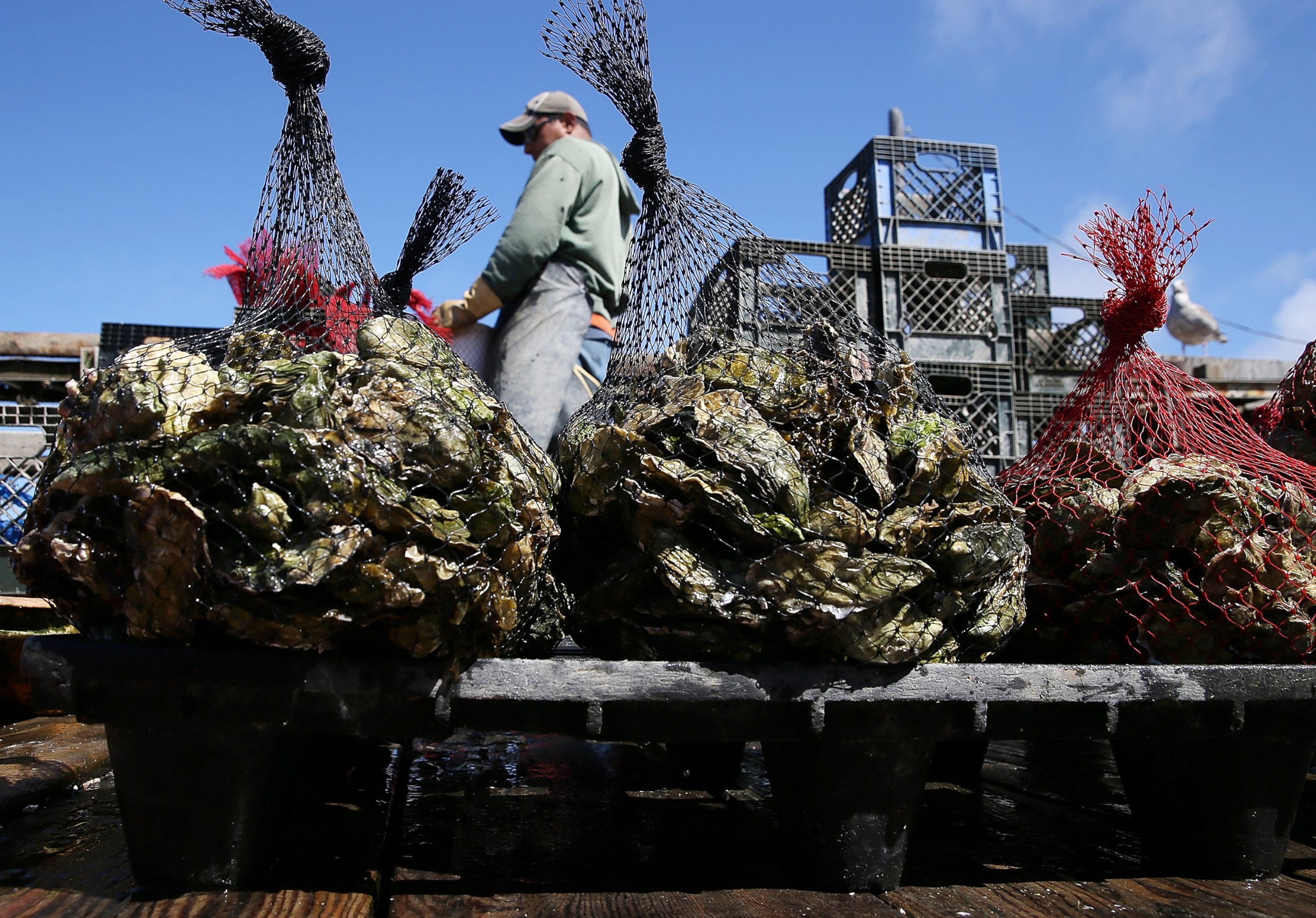 PHOTO: A Drakes Bay Oyster Co. worker sorts freshly harvested oysters on September 4, 2013 in Inverness, Calif. 