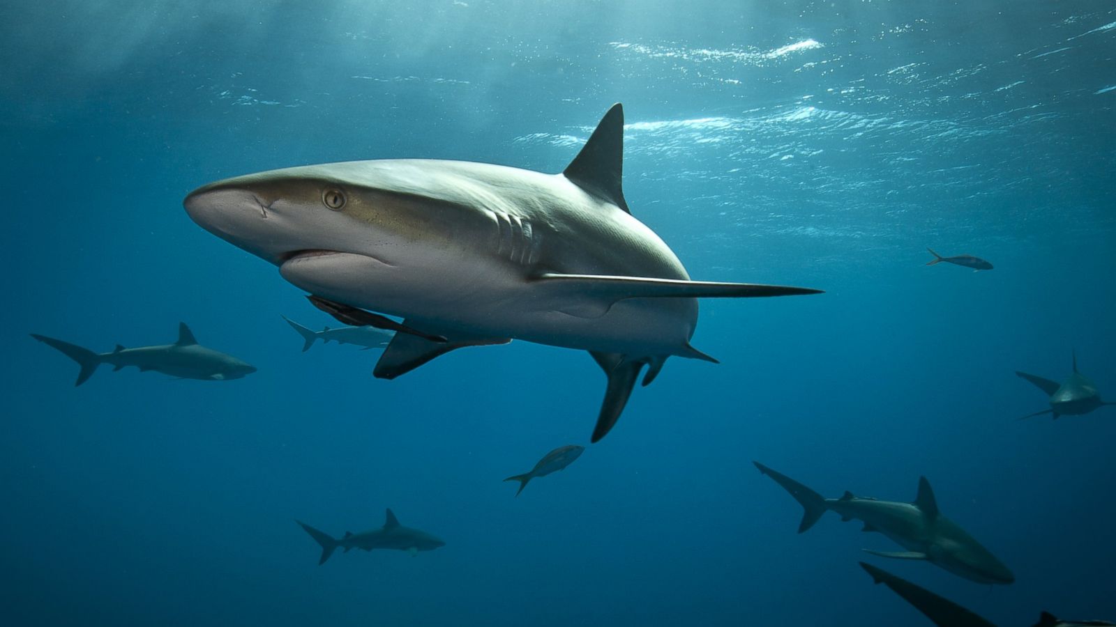 A history of shark attacks in Texas
