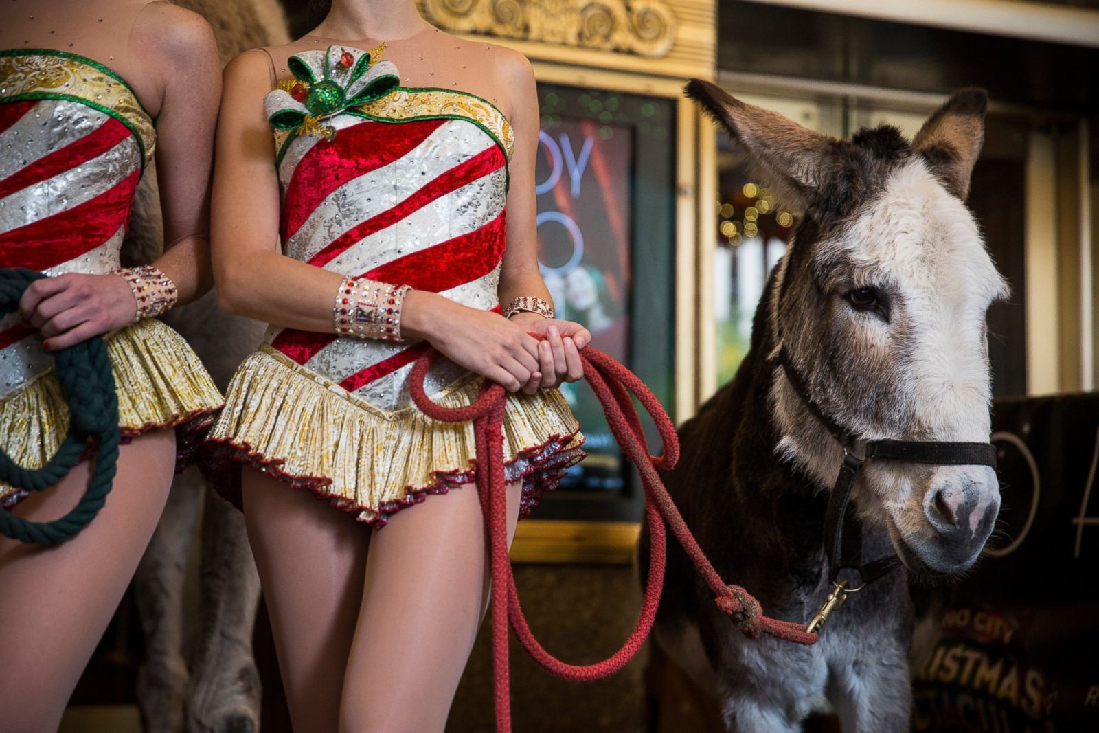 Members of the Radio City Rockettes pose for photos with three camels, a do...