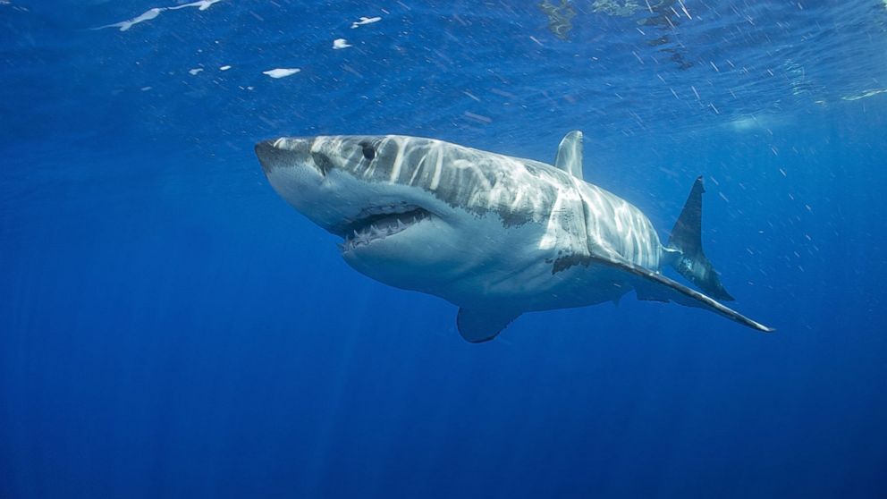 Paddleboarder's Shark Encounter Caught on Video - ABC News