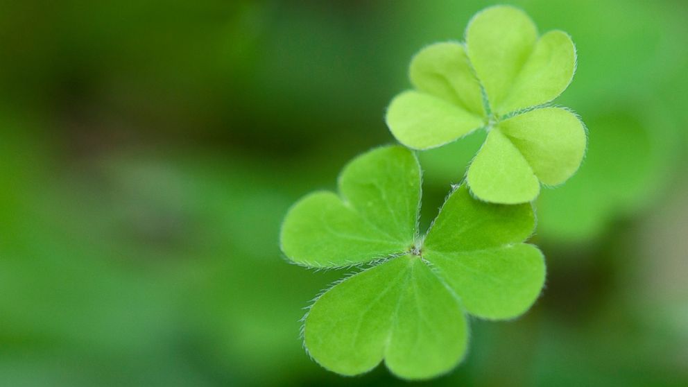 St Patrick's Day: The difference between a shamrock and a four-leaf clover