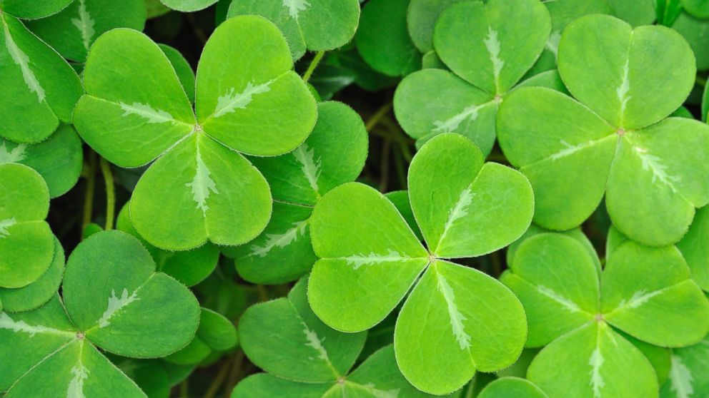 St Patrick S Day Conundrum Scientists Scholars Disagree On What Exactly A Shamrock Is Abc News