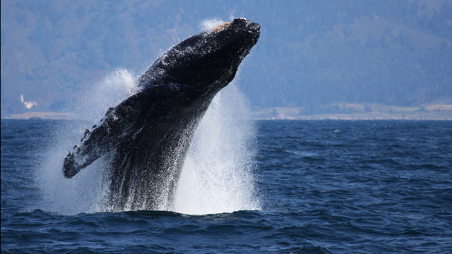 Whale Sinks Sailboat Off Coast Of Mexico Abc News