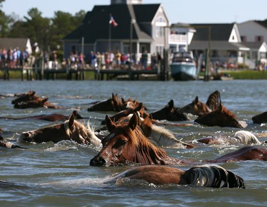 photos-chincoteague-wild-pony-swim-photos-abc-news