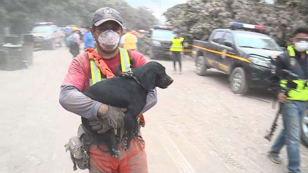 PHOTO: Workers rescue a puppy after the eruption of Volcan de Fuego in Guatemala on June 4, 2018.