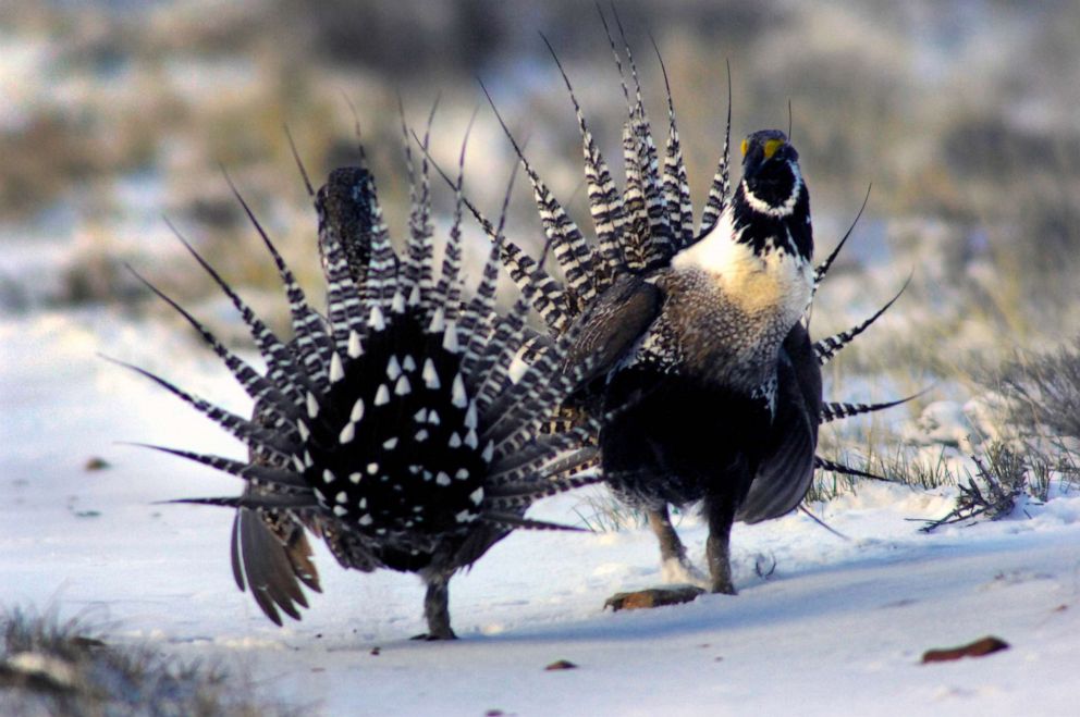 PHOTO: FILE - During the March to May mating season, Gunnison Sage Grouse males display their filoplumes (topknot), bulging air sacs, white breasts and spiky tail feathers.