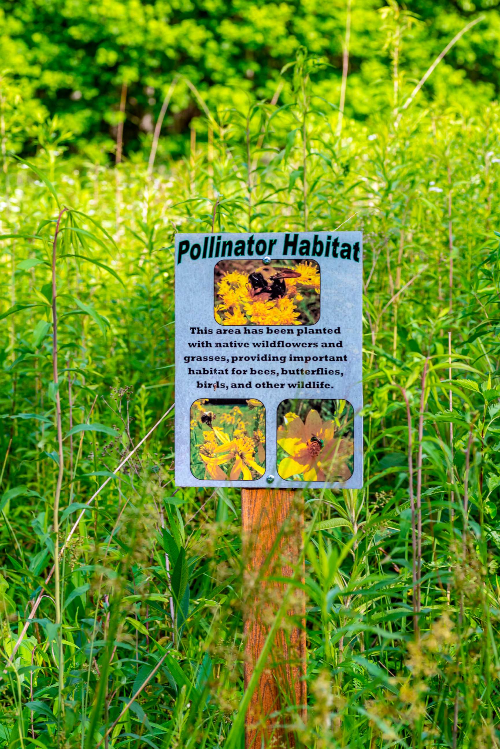 PHOTO: A sign indicating a Pollinator Habitat in a protected national forest meadow in Kentucky.