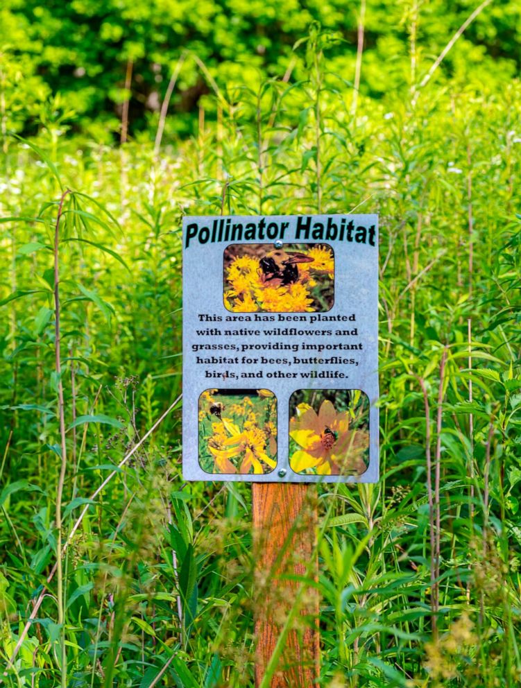 PHOTO: A sign indicating a Pollinator Habitat in a protected national forest meadow in Kentucky.