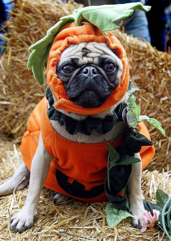 PHOTO: Colette is dressed as a pumpkin at the 13th annual Dog Halloween Parade on Oct. 26, 2003, in New York City.   