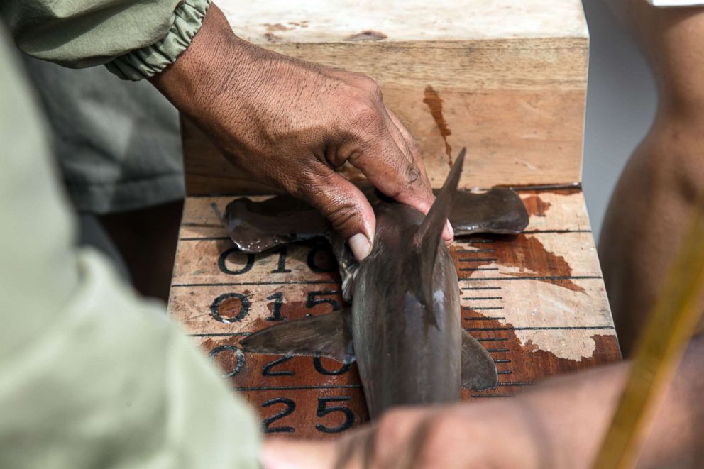 PHOTO: Galapagos's National Park Marine Ecosystems monitoring team members measure a baby hammerhead shark where a shark nursery was discovered along the coast of Santa Cruz Island in Galapagos, Ecuador, Jan. 21, 2018. 