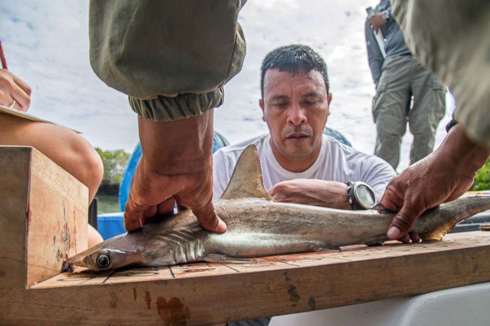 PHOTO: Eduardo Espinoza, head of Galapagos's National Park Marine Ecosystems monitoring team, measures a baby hammerhead shark where a shark nursery was discovered along the coast of Santa Cruz Island in Galapagos, Ecuador, Jan. 21, 2018. 
