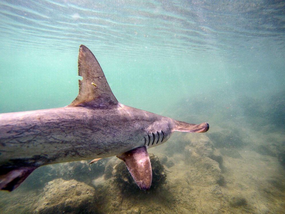 PHOTO: A baby hammerhead shark swims after being released by the Galapagos National Park research team where a shark nursery was discovered along the coast of Santa Cruz Island in Galapagos, Ecuador, Jan. 21, 2018. 